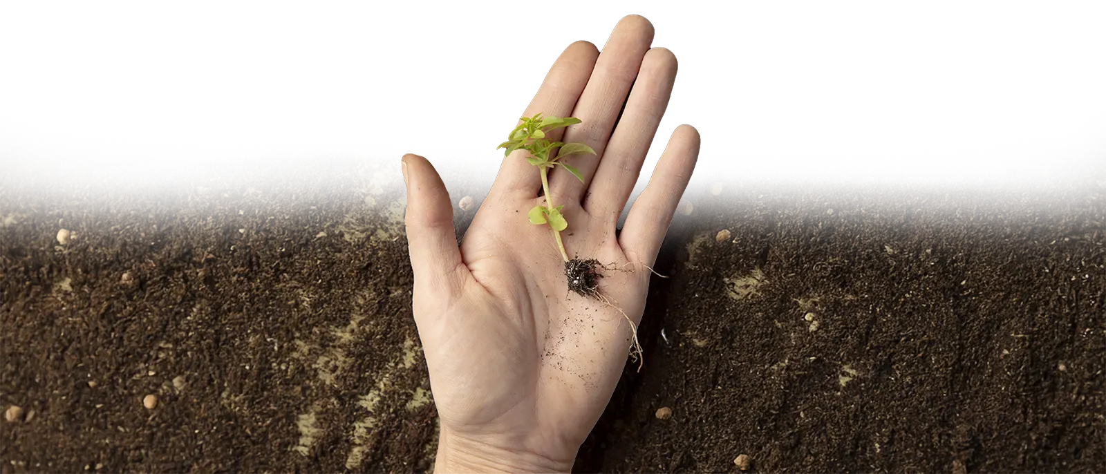 pflanze-hand-schumacher